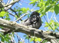 Common Nighthawk