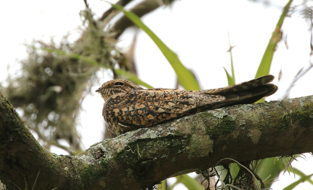 Common Nighthawk