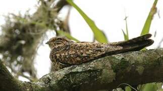 Common Nighthawk