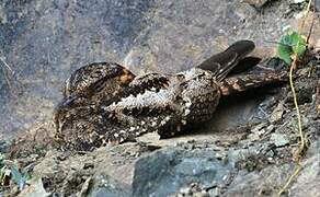 Lyre-tailed Nightjar