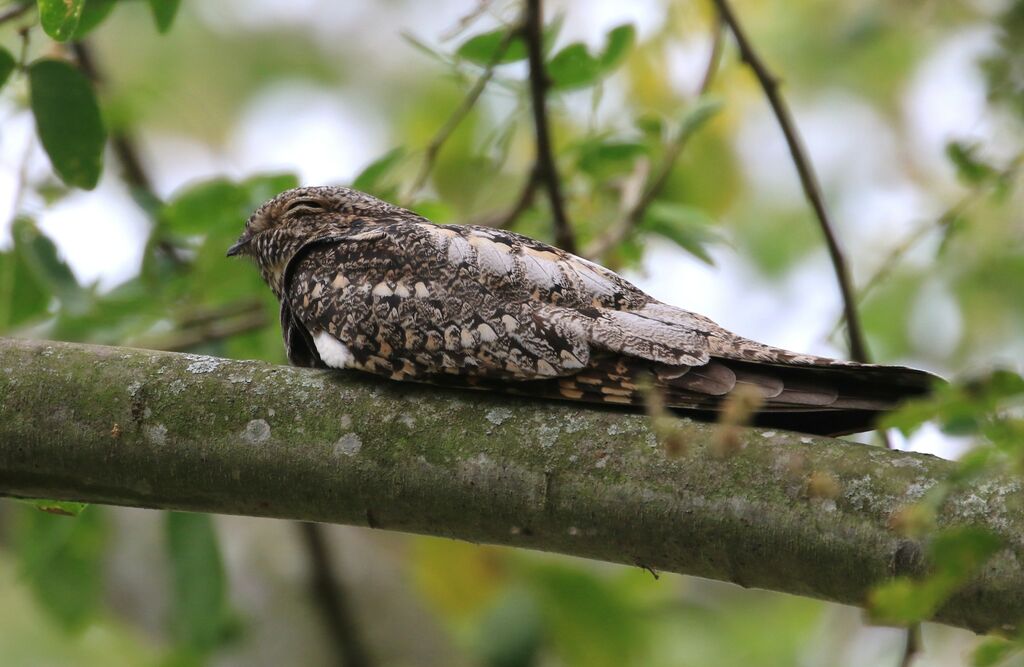 Lesser Nighthawk