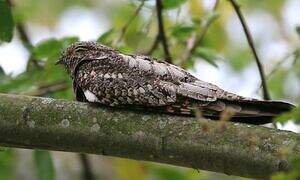 Lesser Nighthawk