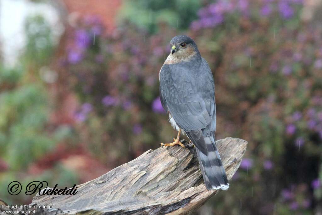 Sharp-shinned Hawk male adult, pigmentation