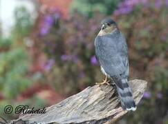 Sharp-shinned Hawk