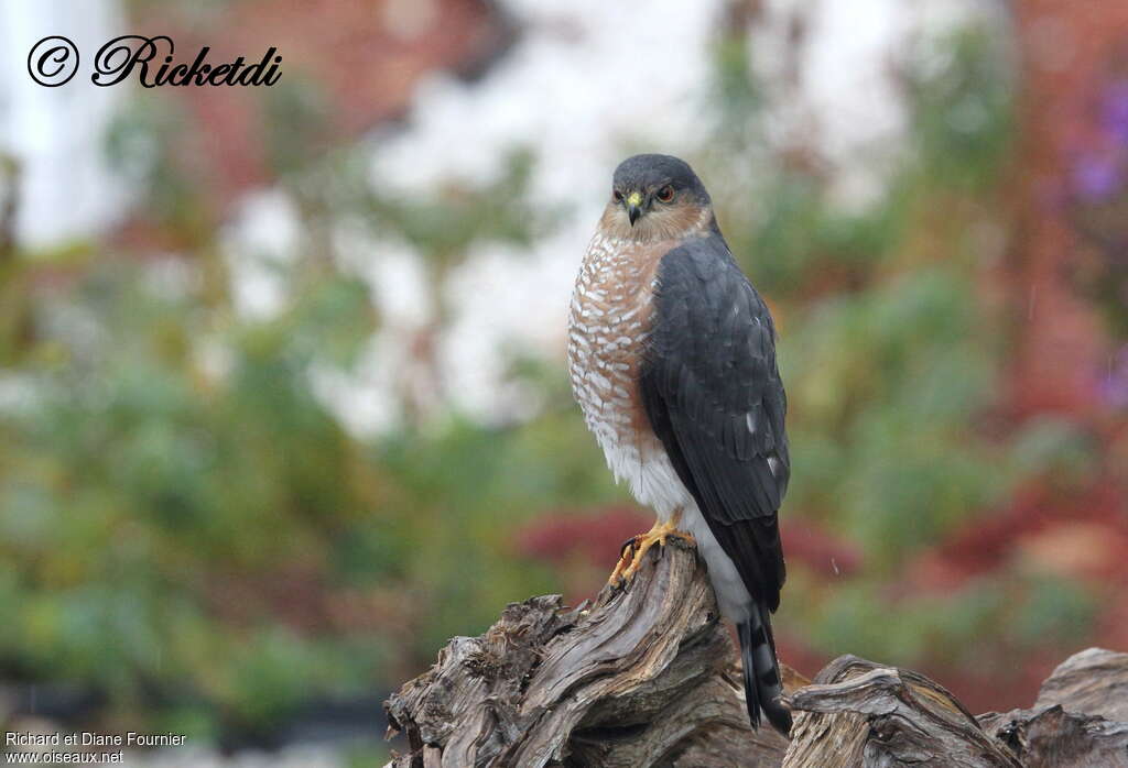 Sharp-shinned Hawk male adult, identification