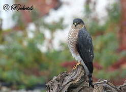 Sharp-shinned Hawk