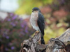 Sharp-shinned Hawk