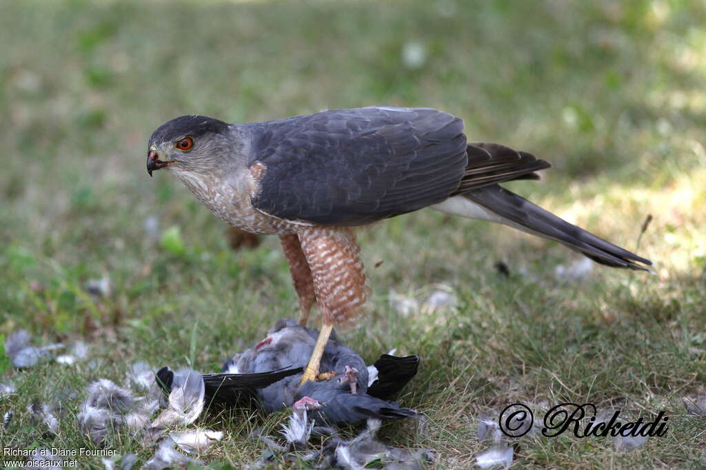 Cooper's Hawkadult, feeding habits, eats