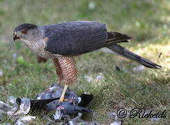 Cooper's Hawk