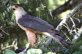 Cooper's Hawk