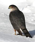 Cooper's Hawk