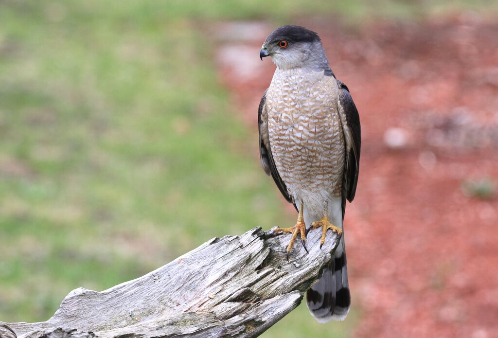 Cooper's Hawk