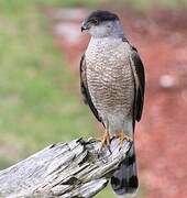 Cooper's Hawk