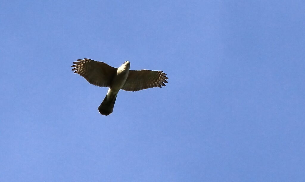 Gundlach's Hawk