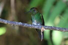 Greenish Puffleg