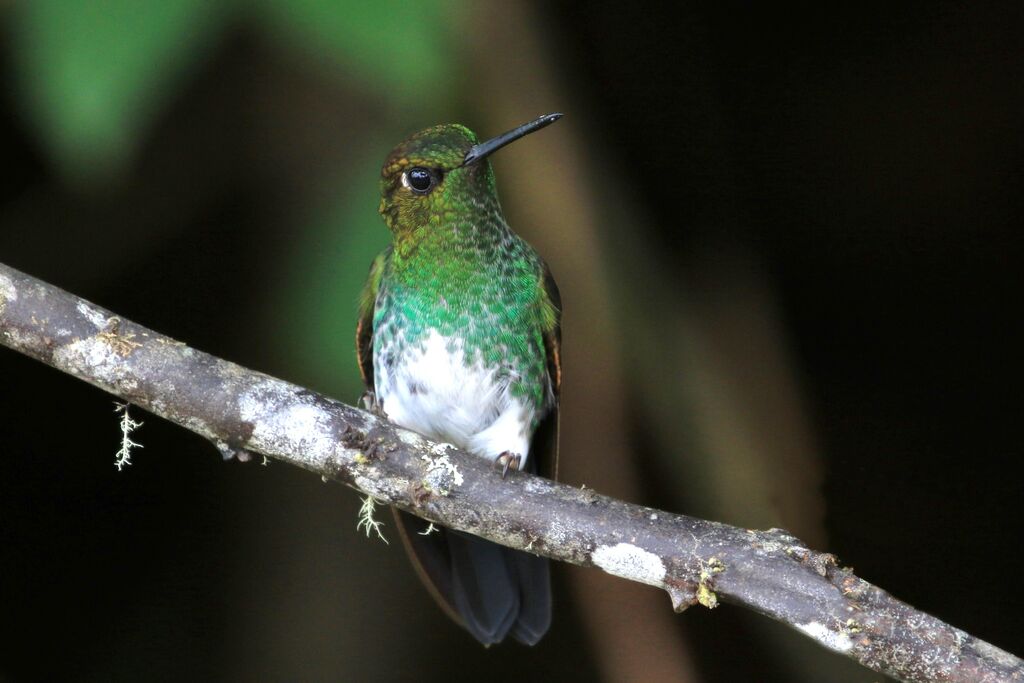 Greenish Puffleg