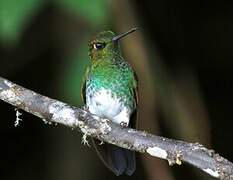 Greenish Puffleg