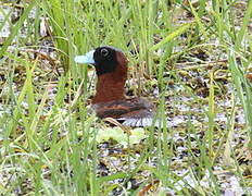 Masked Duck