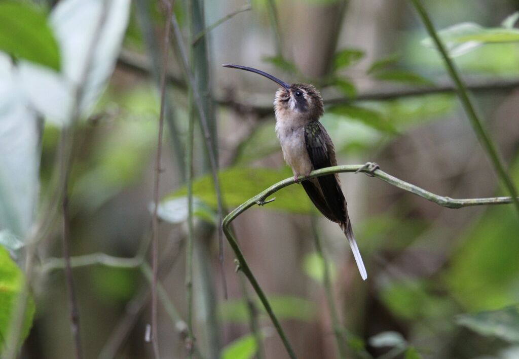 Long-billed Hermit