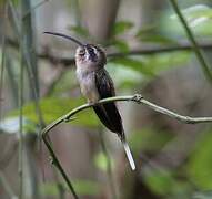 Long-billed Hermit