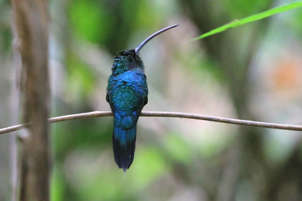 Green Hermit