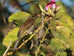 Palmchat