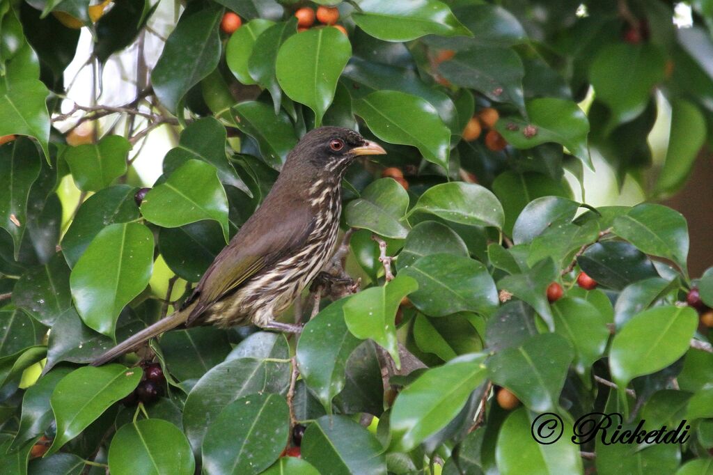 Palmchat