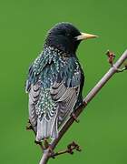 Common Starling