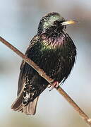 Common Starling