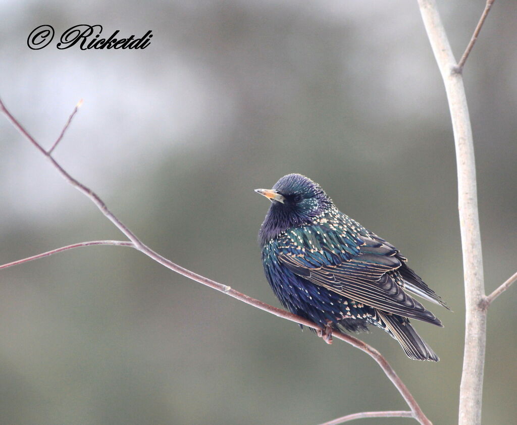 Common Starling