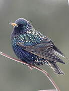 Common Starling