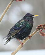 Common Starling