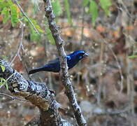 Blue Bunting