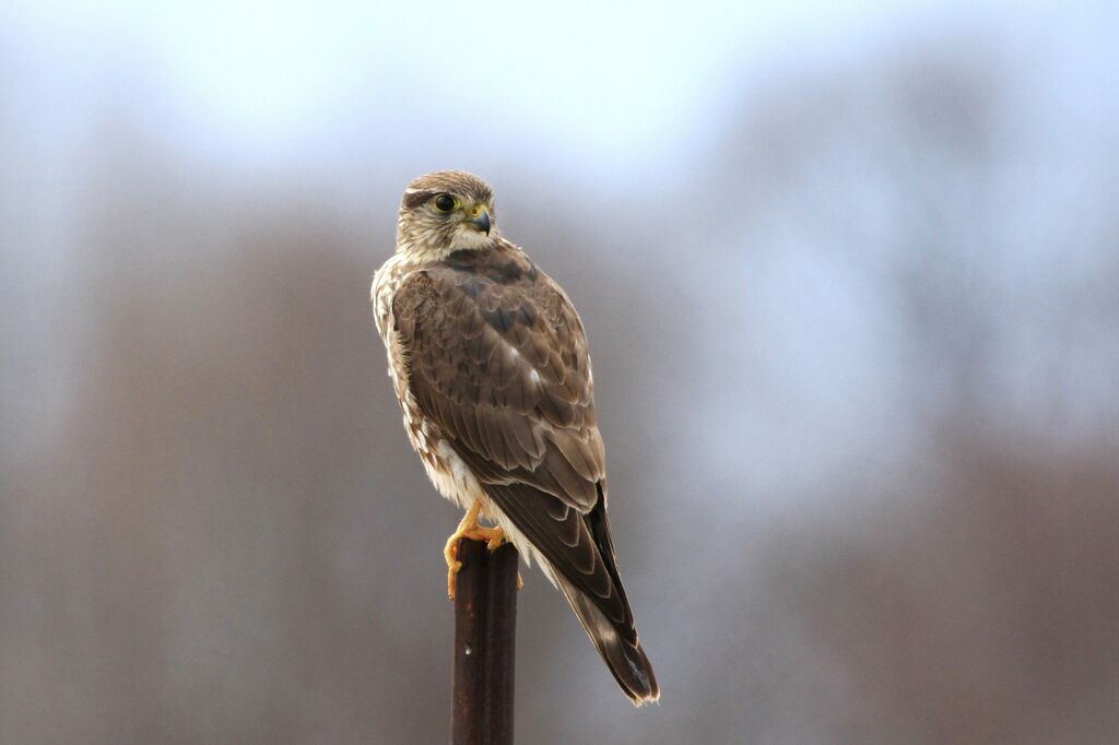 Merlin