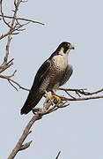 Peregrine Falcon