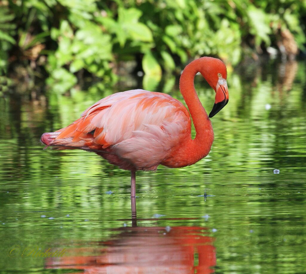 Flamant des Caraïbes