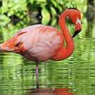 Flamant des Caraïbes