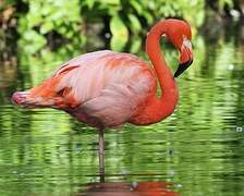 American Flamingo