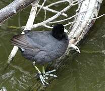 American Coot