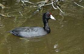 American Coot