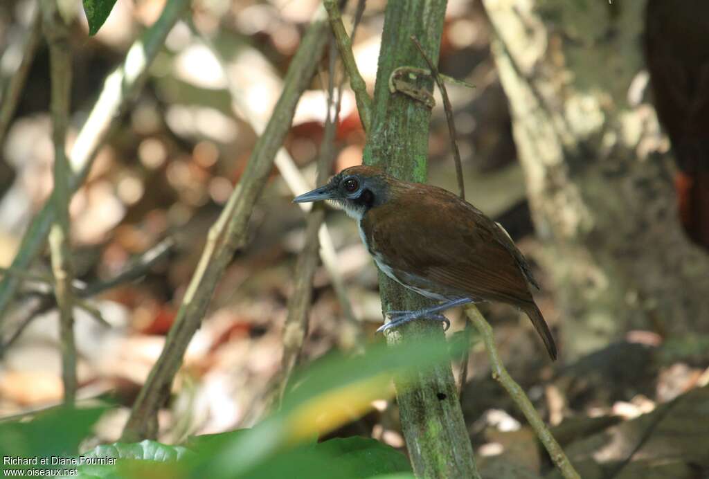 Bicolored Antbirdadult, identification