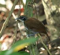 Bicolored Antbird