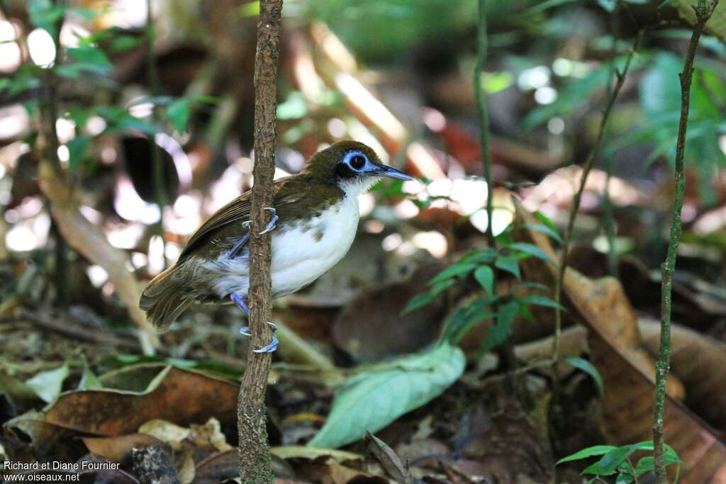 Bicolored Antbirdadult, habitat, pigmentation