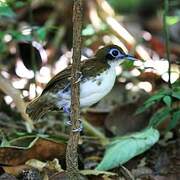 Bicolored Antbird