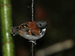 Spotted Antbird