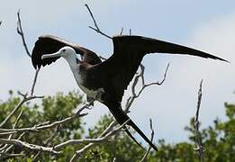 Magnificent Frigatebird