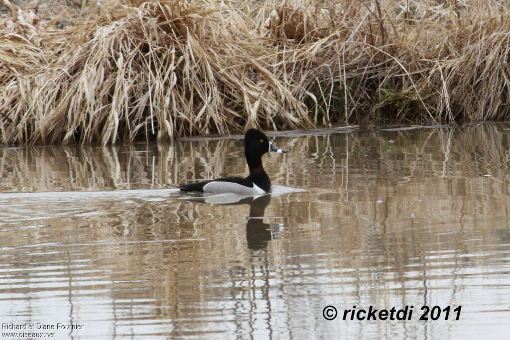 Ring-necked Duck male adult breeding, habitat, pigmentation, swimming