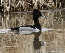 Ring-necked Duck