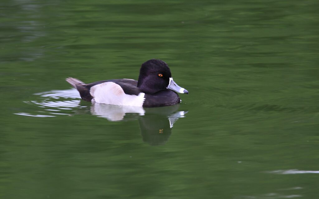 Ring-necked Duck