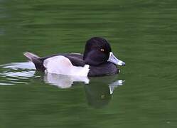 Ring-necked Duck